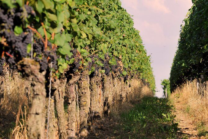 Private: Outdoor Escape Game Tuniberg: Eduardo & the Wine Secret - A Deeper Look at "Eduardo & the Wine Secret" in Freiburg