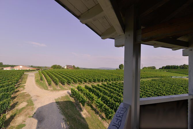 Private: Outdoor Escape Game Tuniberg: Eduardo & the Wine Secret - Final Thoughts