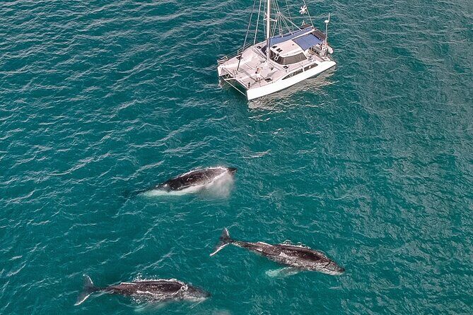 Private Overnight Skippered Humpback Whale Watch Experience - Discovery of the Private Overnight Skippered Humpback Whale Watch Experience