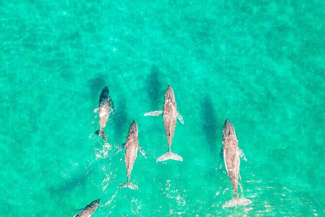 Private Overnight Skippered Humpback Whale Watch Experience - Frequently Asked Questions