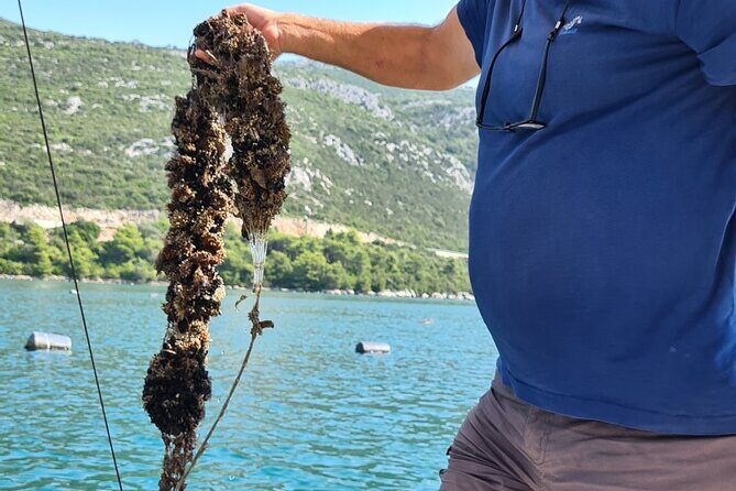Private Oyster and Wine Tasting Day Trip along Peljesac - The Sum Up