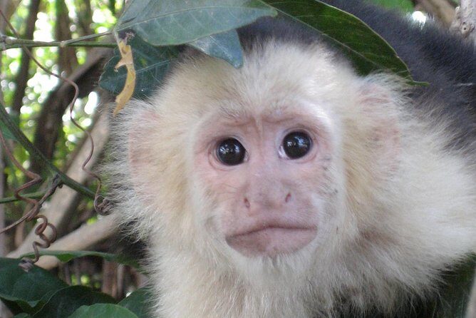 PRIVATE Palo Verde Boat Safari: Wildlife + Lunch Included - Key Points