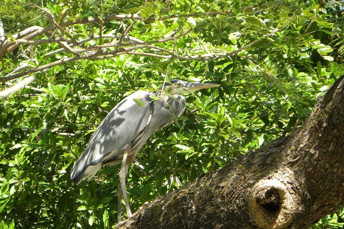 PRIVATE Palo Verde Boat Safari: Wildlife + Lunch Included - An In-Depth Look at the Palo Verde Boat Safari Experience