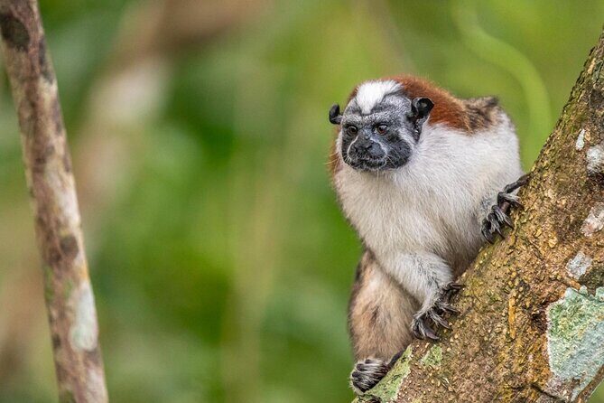 Private Panama Canal Boat + Wildlife Search - Practical Considerations and Value