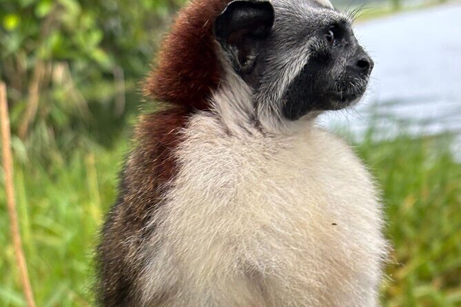 Private Panama Canal Boat + Wildlife Search - Final Thoughts: Who Will Love This Tour?