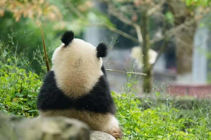 Private Panda Volunteering & Learning Tour | Wolong Base - Key Points