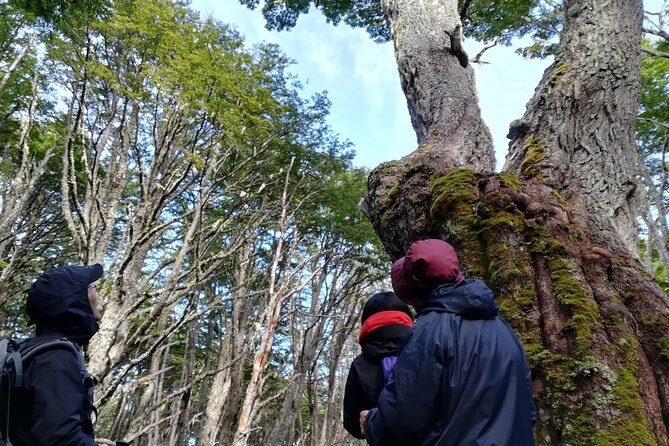 Private Patagonian Forest Hike in Punta Arenas: 4 Hour - Who is This Tour Best For?