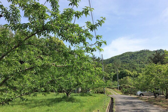 Private Peach Orchard Visit and Cooking with farmer and guide - Logistics, Value, and Practical Tips