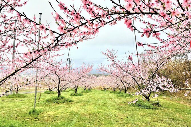 Private Peach Orchard Visit and Cooking with farmer and guide - The Sum Up