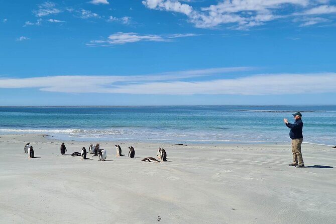 Private Penguin Paradise Tour: Penguins, Scenery & Stanley - Discover Falkland Islands with the Private Penguin Paradise Tour