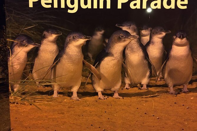 Private Penguin Tour includes Tour Guide & Penguin Plus Tickets - Private Penguin Tour Includes Tour Guide & Penguin Plus Tickets: A Closer Look at an Authentic Aussie Adventure