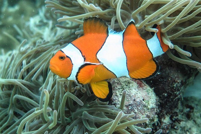 Private Phi Phi & 4 Islands Sunset Cruise by Speedboat - from Krabi - Discovering the Phi Phi & 4 Islands Sunset Cruise: A Deep Dive