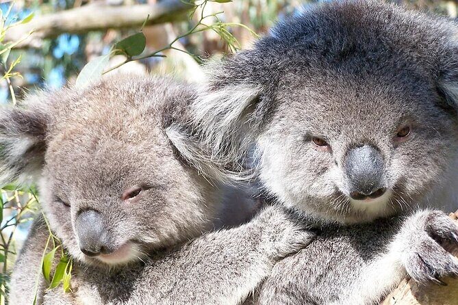 Private Phillip Island Day Tour - Who Should Consider This Tour?