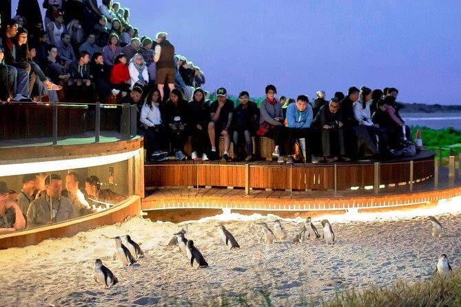 Private Phillip Island Day Trip from Melbourne Including Penguin Parade Premium Viewing - Key Points