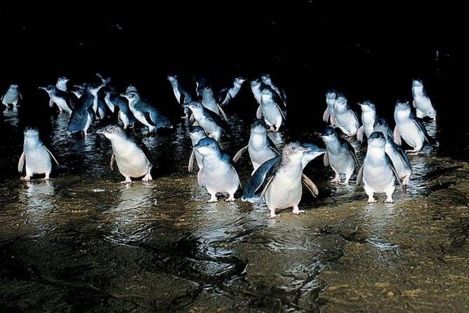 Private Phillip Island Penguin Parade Tour - Experience the Magic of Phillip Island with a Private Tour