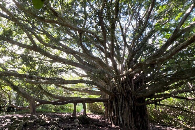 Private Pipiwai Trail Maui Open-Air Jeep Tour - Exploring Maui’s Natural Wonders with the Private Pipiwai Trail Maui Open-Air Jeep Tour