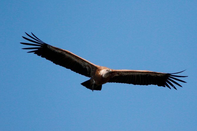 Private Plavnik Island Half-Day boat trip with capt. Bobo - Itinerary Breakdown and Highlights