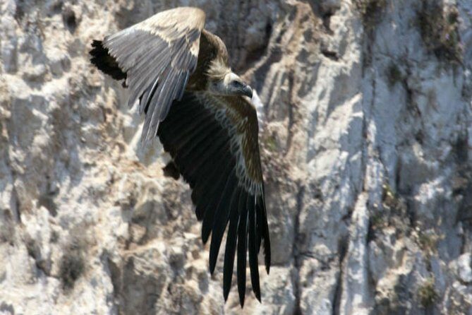 Private Plavnik Island Half-Day boat trip with capt. Bobo - Who Should Consider This Tour?