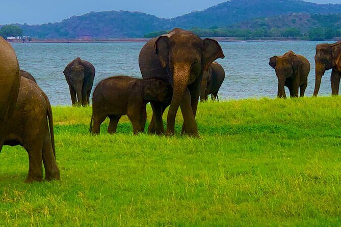 Private Polonnaruwa Ruins & Minneriya Safari Tour from Sigiriya - Authentic Reviews and Real Traveler Insights
