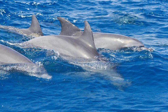 Private Port Stephens Day Trip from Sydney incl Dolphin Cruise - Private Port Stephens Day Trip from Sydney incl Dolphin Cruise: An In-Depth Review