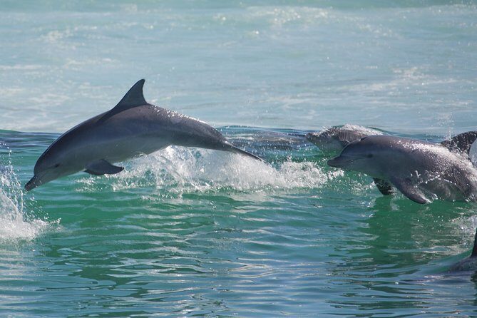 Private Port Stephens Day Trip from Sydney incl Dolphin Cruise - Who Should Consider This Tour?
