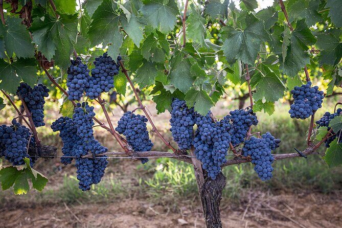 Private Premium Brunello Wine Tasting Tour & Food Pairing - FAQs