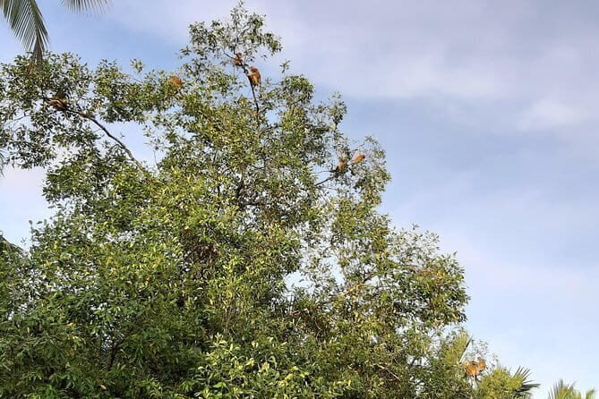 Private Proboscis Monkey Tour - Key Points