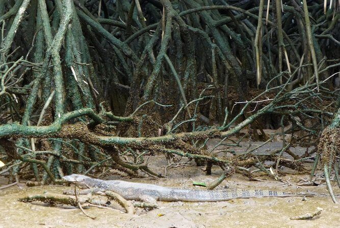 Private Proboscis Monkey & Water Village Tour - The Sum Up: Is This Tour Worth It?