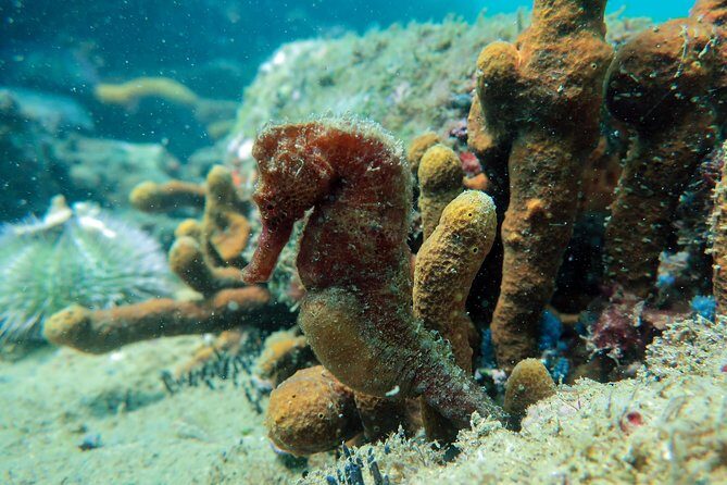 Private Program for Accredited Diver in Búzios - FAQs