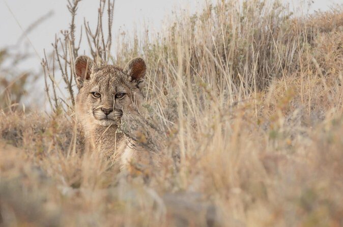 Private Pumas and Wildlife Watching Experience - FAQ