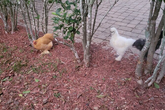 Private Rabbit and Chicken Petting Experience in Navarre - The Sum Up: Is It Worth It?