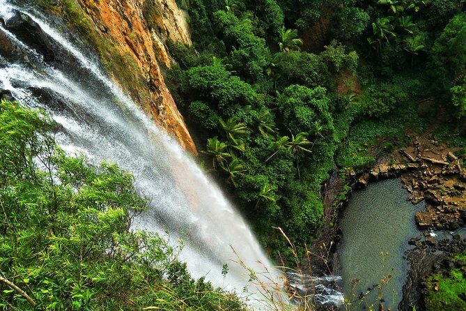 Private Rainforest & Wildlife Tour - Build Your Own Experience - The Itinerary: A Closer Look