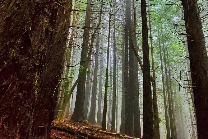 Private Redwood Forest Hiking Tour - Frequently Asked Questions