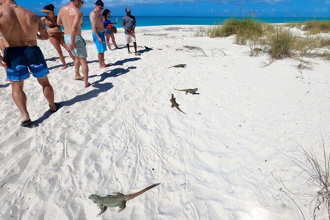 Private Reef, Beach and Sandbar Tour from Providenciales - A Detailed Look at the Tour Experience