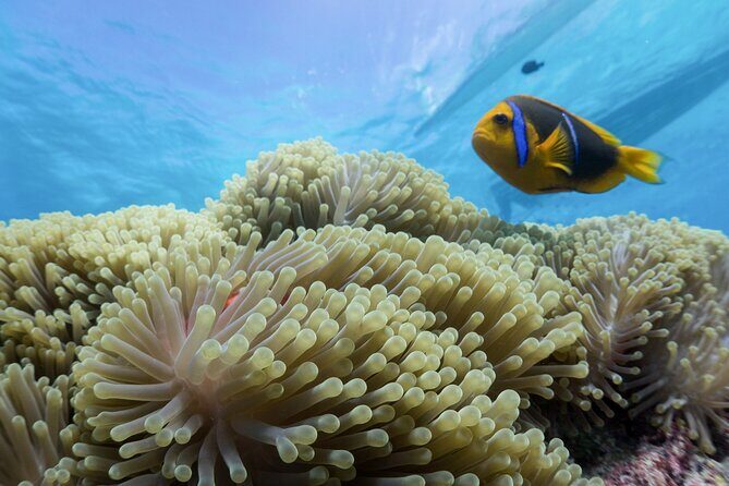 Private Reef Discovery Luxury Motu Lunch Cruise in Bora Bora - Authentic Experiences Highlighted by Reviews