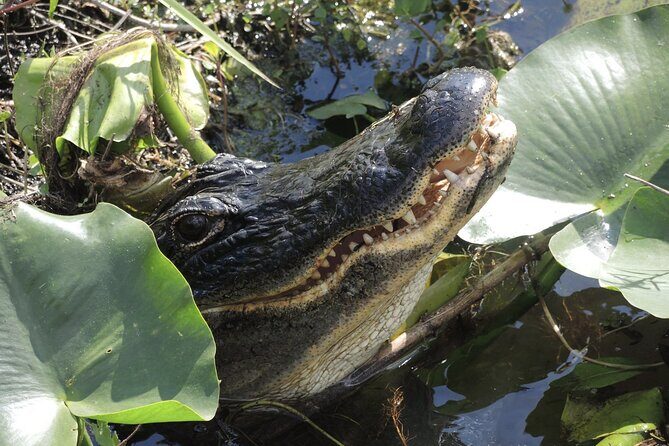 Private River Of Grass Everglades Airboat Adventure - Experience the Florida Everglades with a Private River of Grass Airboat Adventure