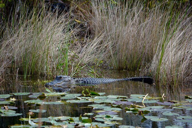 Private River Of Grass Everglades Airboat Adventure - The Sum Up