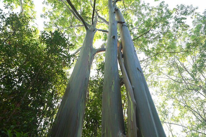 Private Road to Hana Rainforest & Waterfall Experience from Maui - FAQ