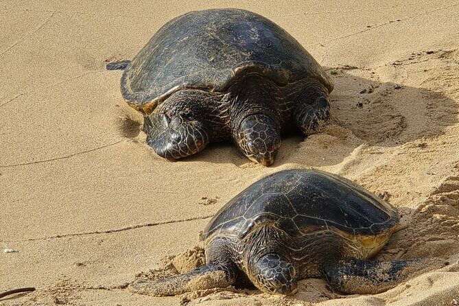 Private Road to Hana Tour with Pickup - Who Should Book This Tour?