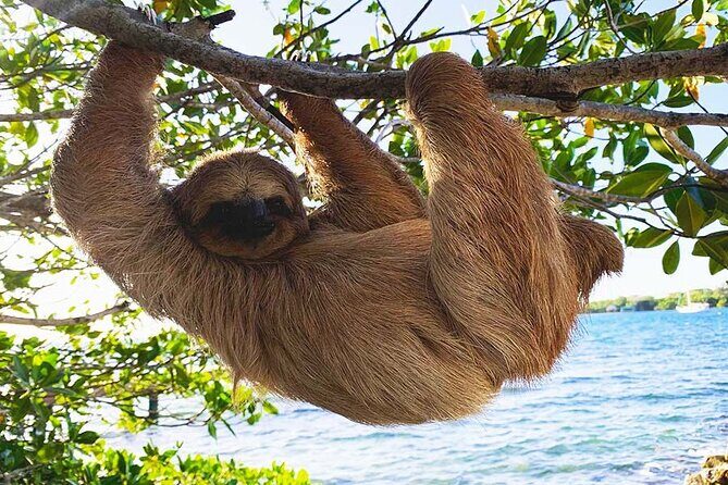 Private Roatan Sloths and Island Tour - An Authentic Day on Roatan: Private Sloths and Island Tour