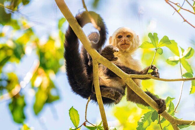 Private Roatan Sloths and Island Tour - Key Points