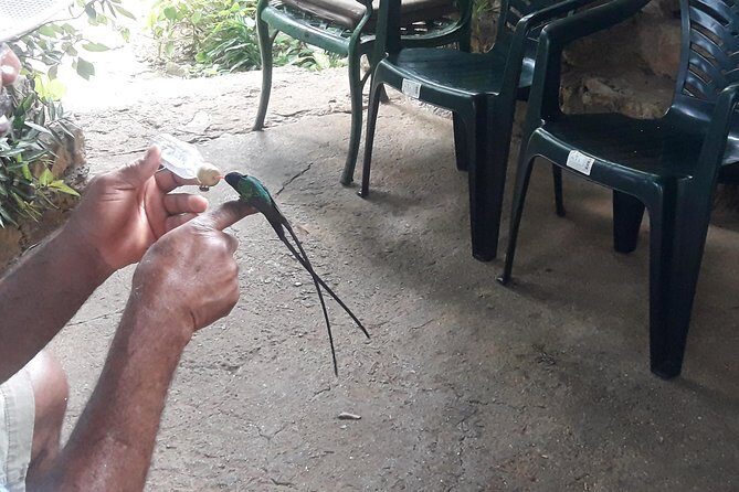 Private Rockland Bird Sanctuary Tour from Montego Bay - Key Points