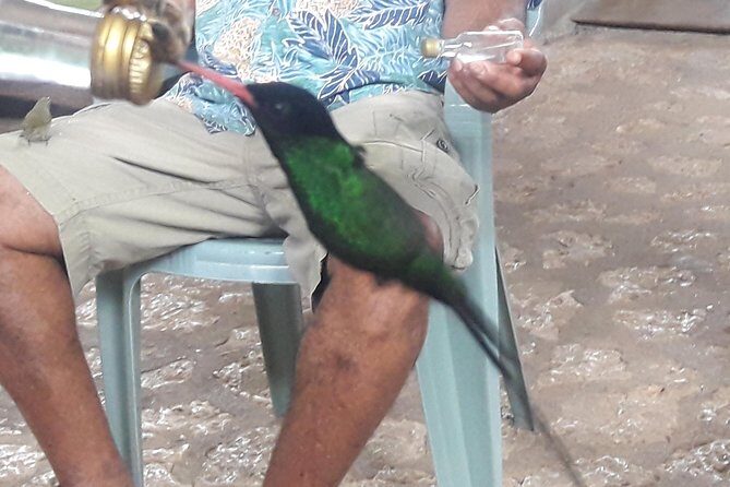 Private Rockland Bird Sanctuary Tour from Montego Bay - The Complete Experience at Rockland Bird Sanctuary