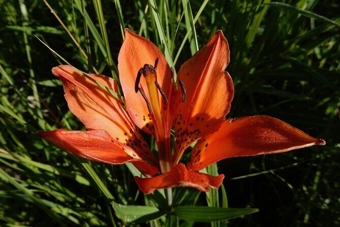 Private Rocky Mountain National Park 4 Hour Tour - Final Words: Is It Right for You?