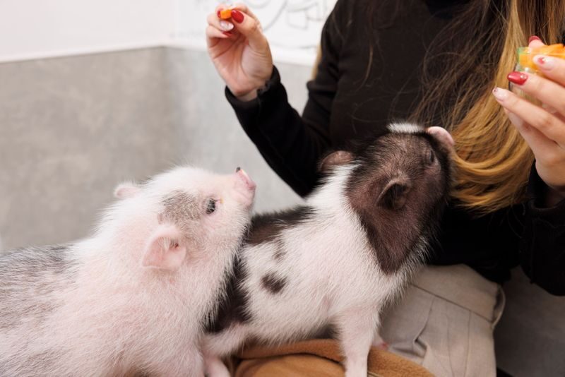 Private Room Micro Pig Cafe with Feeding Experience (Tokyo Asakusa) - At a glance