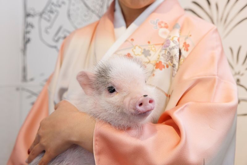 Private Room Micro Pig Cafe with Feeding Experience (Tokyo Asakusa) - A private pig visit in the heart of Asakusa