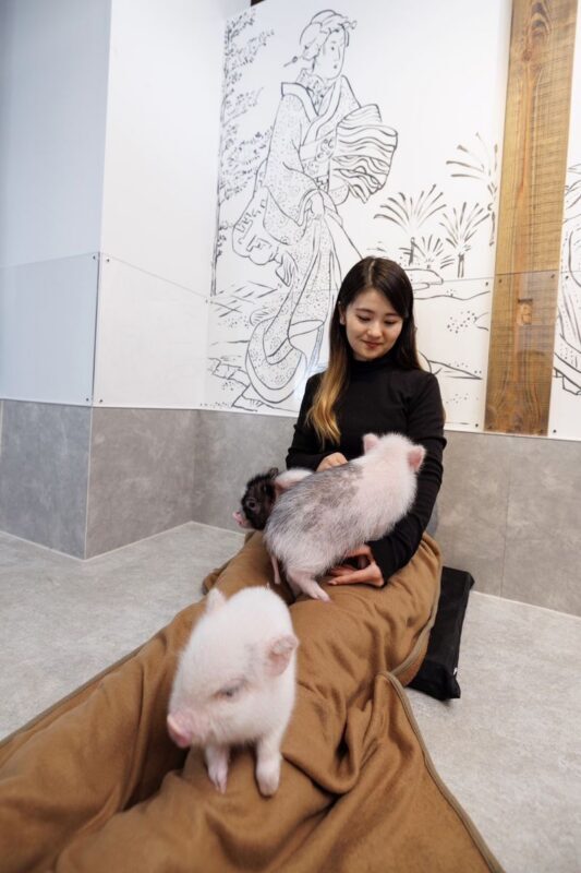 Private Room Micro Pig Cafe with Feeding Experience (Tokyo Asakusa) - How the animals shape the visit