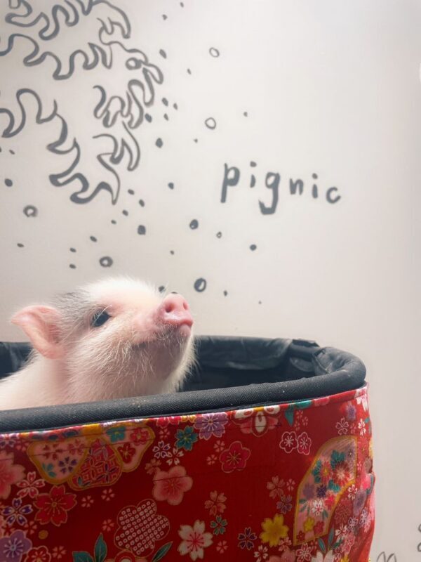 Private Room Micro Pig Cafe with Feeding Experience (Tokyo Asakusa) - Is the price worth it?