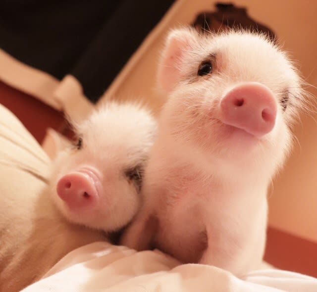 Private Room Micro Pig Cafe with Pig Treat Experience (Tokyo) - The details that matter