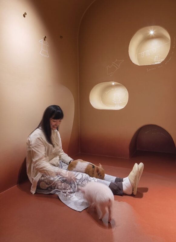 Private Room Micro Pig Cafe with Pig Treat Experience (Tokyo) - A quiet room, a curious snout, and a different side of Tokyo
